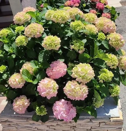 Apartamento In Brodarica With Sea View, Balcony, Air Conditioning, Wifi 5183-1 *