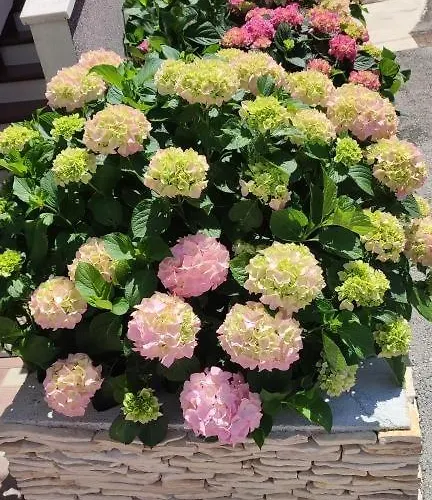 Апартаменты In Brodarica With Sea View, Balcony, Air Conditioning, Wifi 5183-1 *